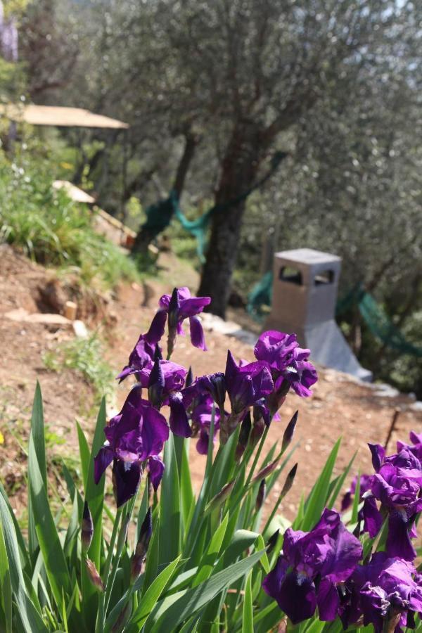 Il Giaggiolo Villa Camaiore Eksteriør bilde