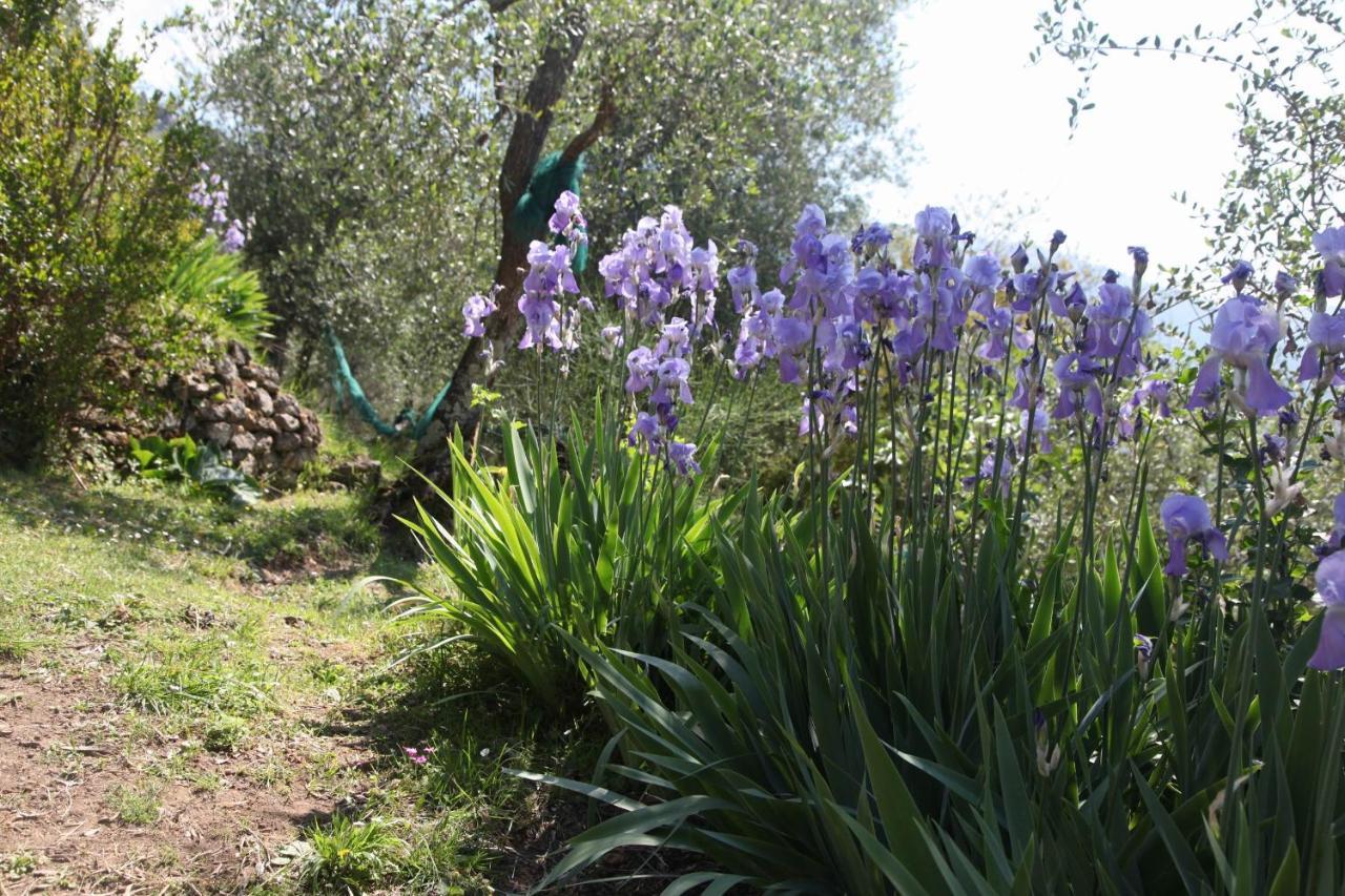 Il Giaggiolo Villa Camaiore Eksteriør bilde